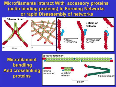 The cytoskeleton: microfilaments essential. Cell biology - презентация онлайн