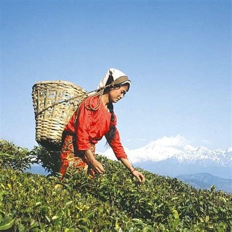 Sikkim and Darjeeling Tour | Tours in North-East India | Indus Bound