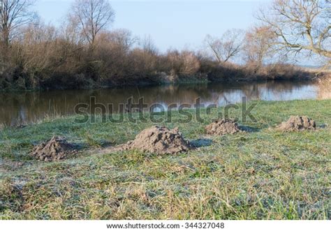 Mole Burrows Land Near River Ukraine Stock Photo 344327048 | Shutterstock