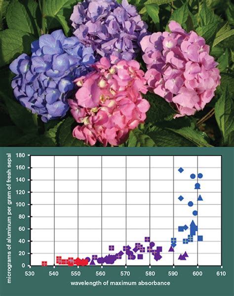 Curious Chemistry Guides Hydrangea Colors | American Scientist