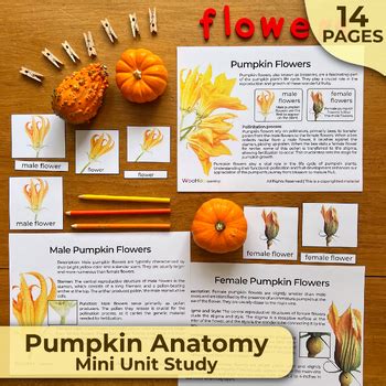 Pumpkin Anatomy Unit Study, Parts of a Pumpkin, Pumpkin Anatomy Printable