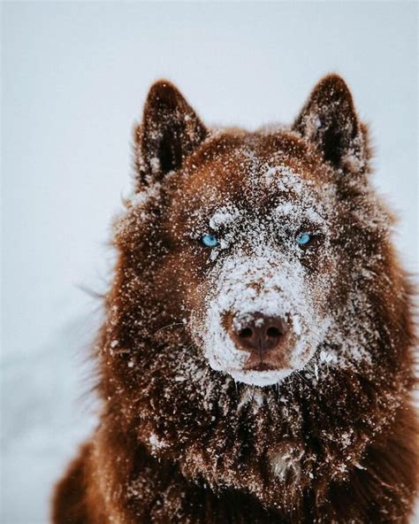 30 Photos Of A Gorgeous Brown Husky Who's Traveling Across The US With ...