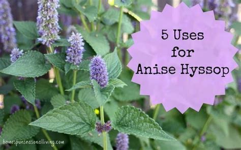 5 Uses for Anise Hyssop | Herbs, Healing herbs, Medicinal plants