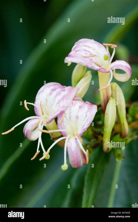 Close up of flowers of the evergreen honeysuckle, Lonicera henryi Stock Photo - Alamy