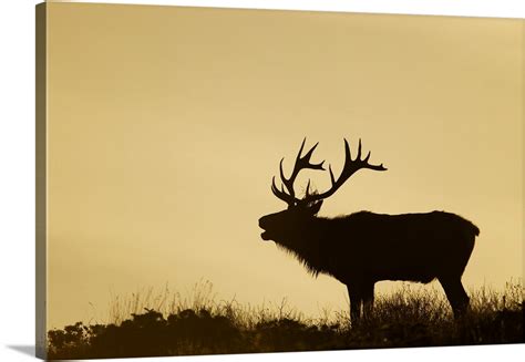 Tule Elk dominant bull bugling during rut at sunrise, California Wall Art, Canvas Prints, Framed ...