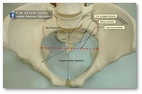 Human Anatomy Education | Anatomy education, Medicine notes, Human anatomy