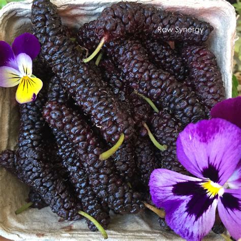 Fresh Mulberries | Beautiful fruits, Vegan life, Raw vegan