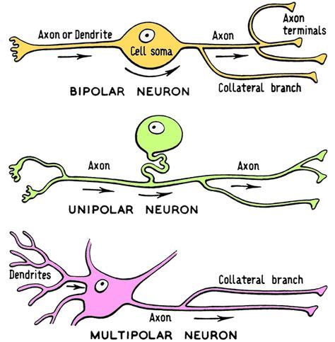 Lab 1 Neurohistology - Neurons | Neurons, Anatomy, physiology, Study help