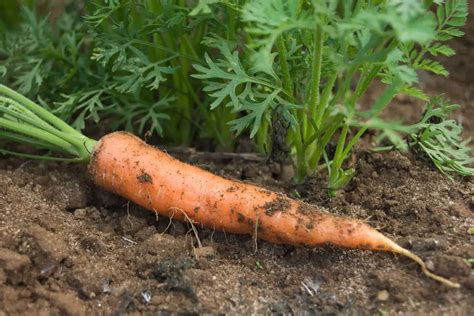 How Far Apart To Plant Carrots In A Raised Bed? (+7 Mistakes To Avoid)