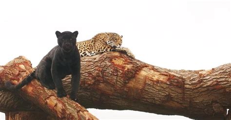 Melanistic and spotted jaguars : r/natureismetal