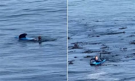 Hilarious moment pregnant sea otter leaps on surfboard and snarls at the owner who tries get it ...