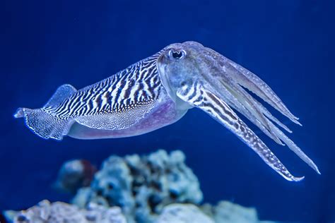 Why cuttlefish are so good at camouflage - Earth.com