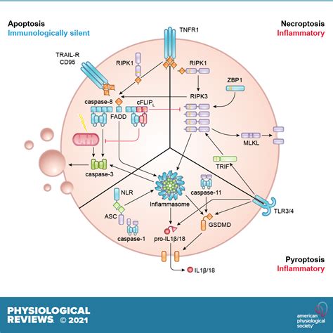 The evolution of regulated cell death pathways in animals and their ...