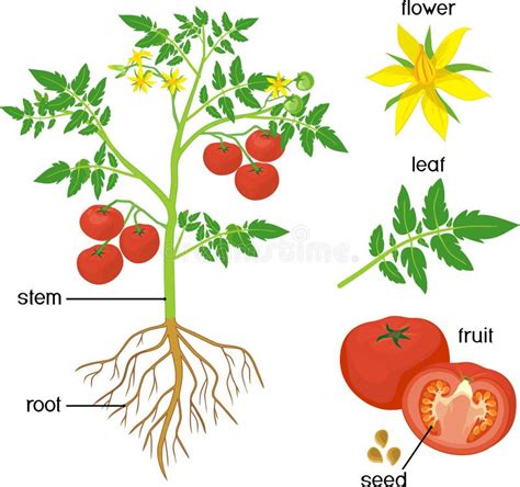 Tomato Plant Roots Stock Illustrations – 214 Tomato Plant Roots Stock Illustrations, Vectors ...