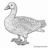 Goose Coloring Pages  Free & Printable sketch template