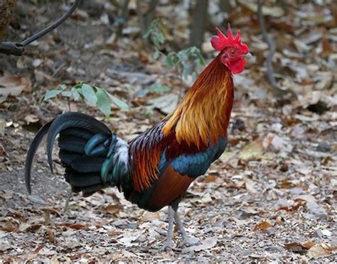 Red Junglefowl – birdfinding.info