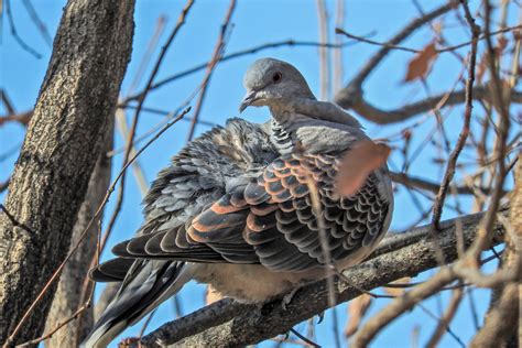 Oriental Turtle-Dove | Audubon Field Guide