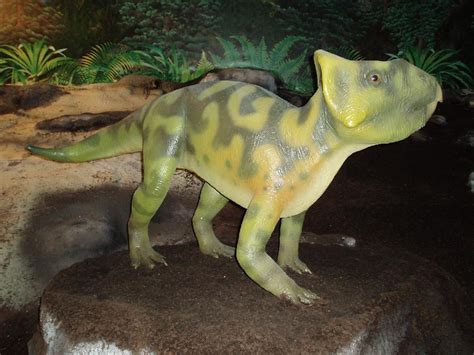 Leptoceratops Pictures & Facts - The Dinosaur Database