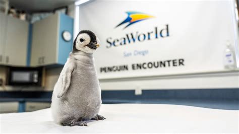 SeaWorld San Diego unveil name of new emperor penguin chick | cbs8.com