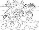 Endangered Species Educational Coloring Book – Advance Wildlife Education sketch template
