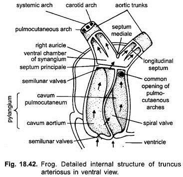 Blood Vascular System of Frog (With Diagram) | Chordata | Zoology