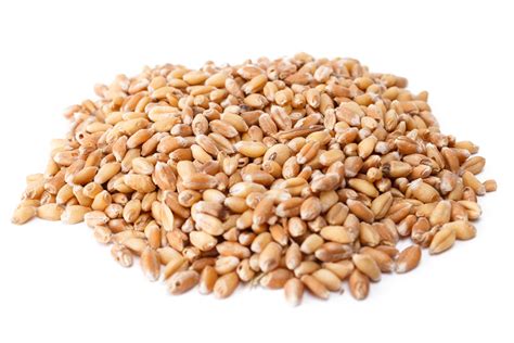 Wheat nutrition facts and health benefits |HB times