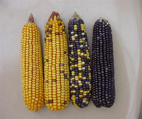 Mixed Kernel Colors | Troubleshooting Abnormal Corn Ears