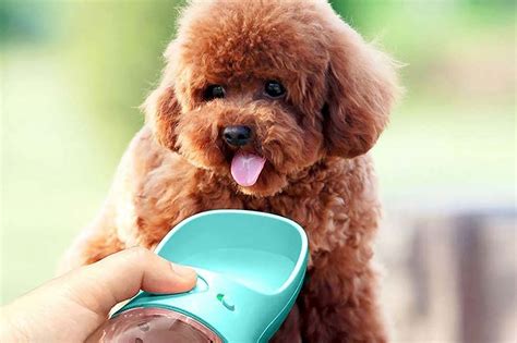 Portable Dog Water Bottle with Filter Outdoor Pet Drinking Dispenser Bowl Outdoor & Gardening ...