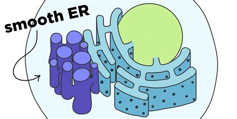 Smooth Endoplasmic Reticulum (SER) — Structure & Function - Expii