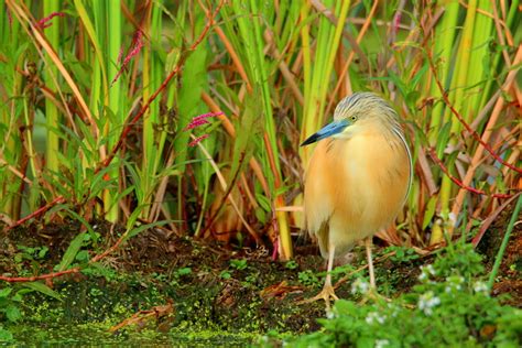 Squacco Heron from Greater Nigel, Nigel, 1496, South Africa on January 14, 2021 at 07:14 AM by ...