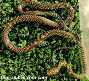 Paradise Tree Snake (Chrysopelea paradisi) | Thailand Snakes