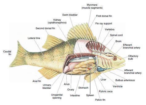 Osteichthyes: Bony Fishes | Fishes | The Diversity of Animal Life