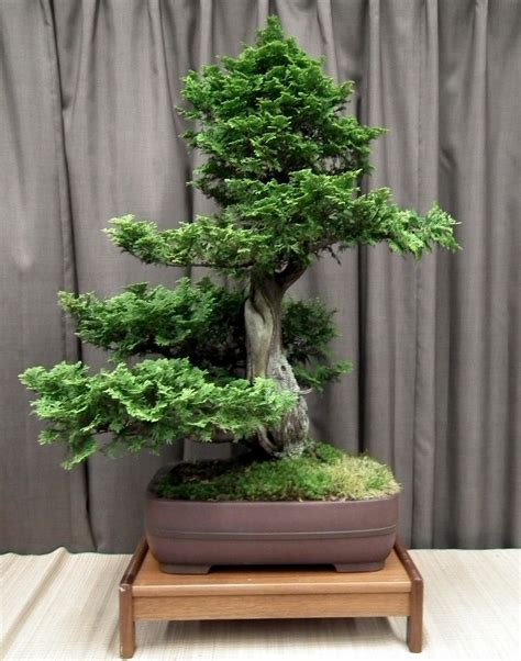 Thuja Bonsai at Taguchi Bonsai Show 2011 Bonsai Tree Care, Indoor Bonsai Tree, Indoor Trees ...