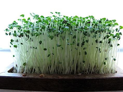 Growing Chia Micro-Greens | Sproutpeople