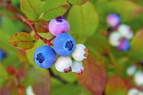 Are Your Blueberry Leaves Turning Red? (7 Possible Causes) - The ...