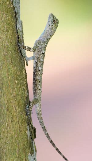 Draco lizard - CreationWiki, the encyclopedia of creation science