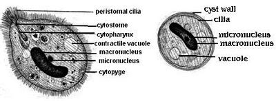 Balantidium Coli Morphology