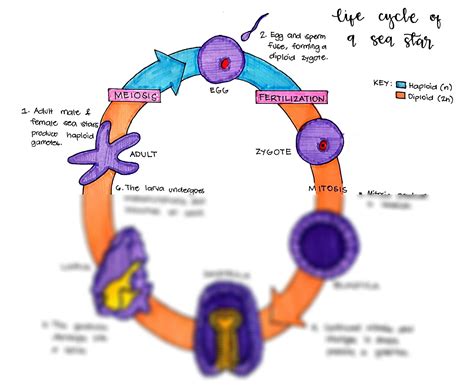 Starfish Life Cycle