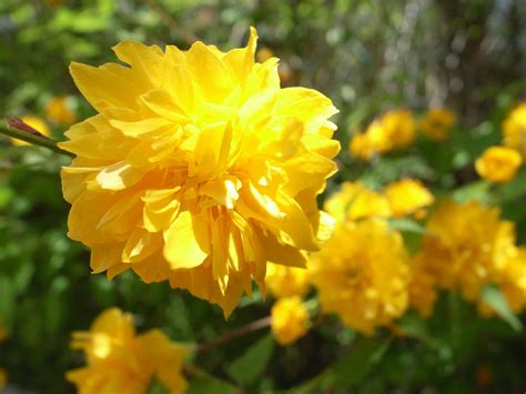 Early Spring Flowering Shrubs