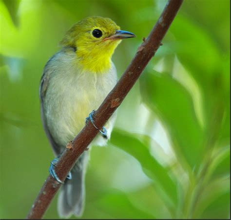 Pin by Your Tour Guide to Cuba, LLC on Travel - Cuba | Bird watching, Explore nature, Cuba travel