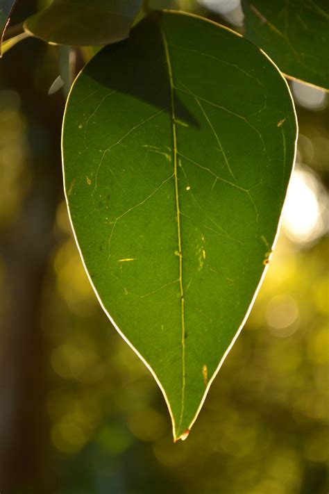 Free Images : tree, nature, branch, sunlight, leaf, flower, green ...