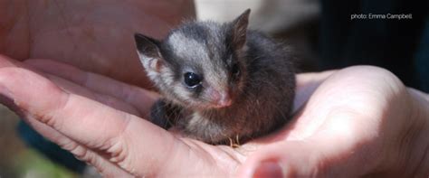 Leadbeater’s Possum Fact Sheet – National Parks Association of NSW