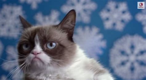 The 5 Best Moments From the Grumpy Cat Movie Trailer - Catster