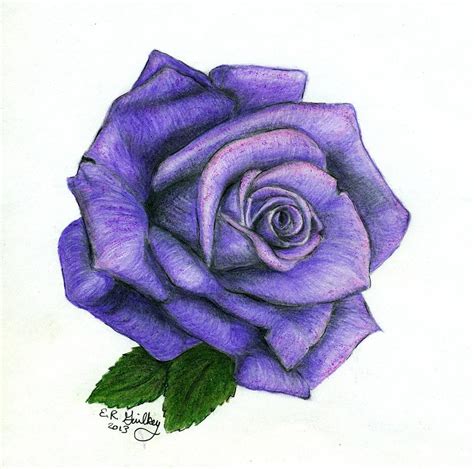 Purple Rose Drawing by Elizabeth Guilkey - Pixels