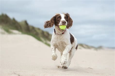 The Best Dog-Friendly Beaches in Southern California