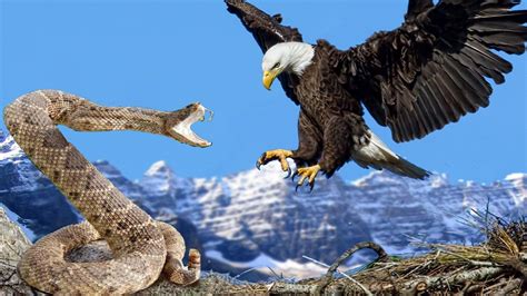 Eagle vs Snake - Eagle vs Snake Fight - Eagle vs Snake Real Fight Eagle Attack Snakes ☆ Amazing ...