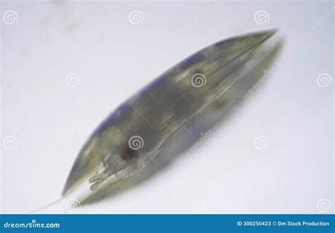 Ostracods of Class of the Crustacea Stock Image - Image of animal, research: 300250423