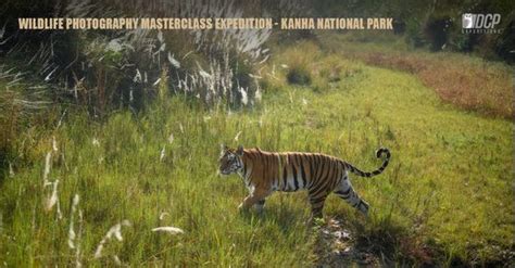 Wildlife Photography Masterclass Expedition - Kanha National Park ...