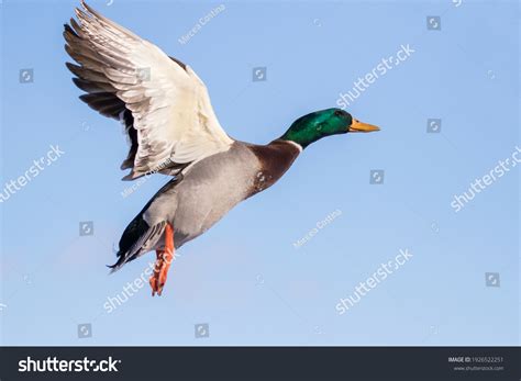 24,966 imágenes de Mallard duck hunting - Imágenes, fotos y vectores de ...