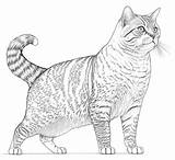 Free coloring Pages Printable cat Breeds Realistic Page  sketch template